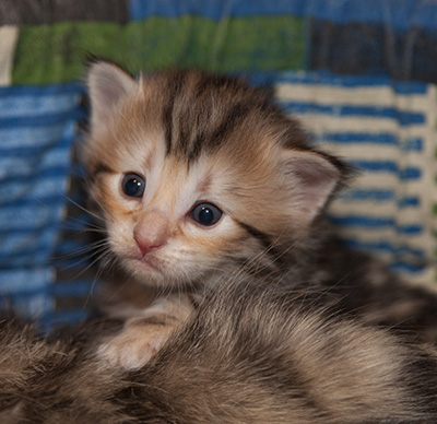 Janikka - 3 weeks old