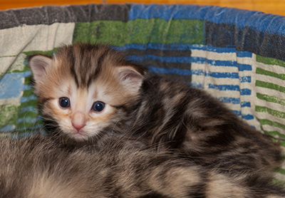 Janikka - 3 weeks old