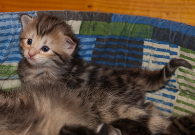 Janikka - 3 weeks old