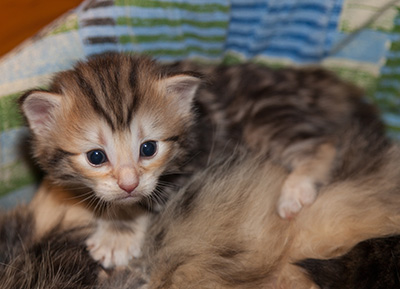 Janikka - 3 weeks old