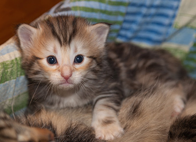 Janikka - 3 weeks old