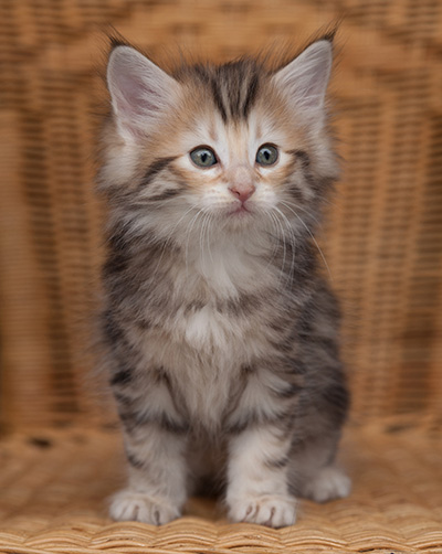 Janikka - 7 weeks old