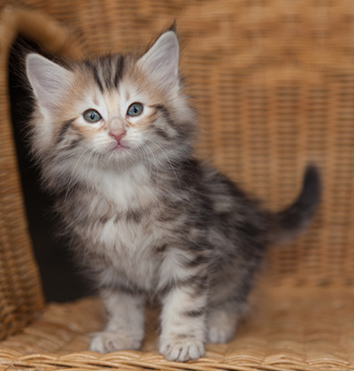 Janikka - 7 weeks old