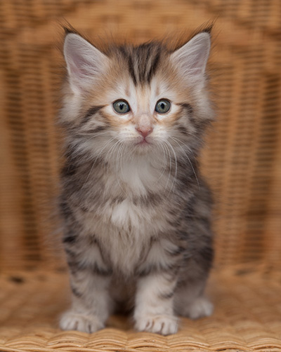 Janikka - 7 weeks old