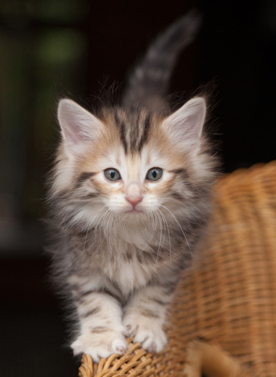 Janikka - 7 weeks old