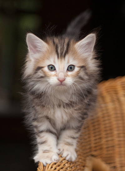 Janikka - 7 weeks old