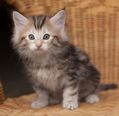 Janikka - 7 weeks old