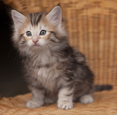 Janikka - 7 weeks old
