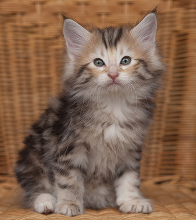 Janikka - 7 weeks old