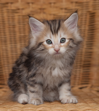 Janikka - 7 weeks old