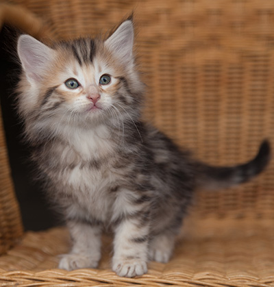 Janikka - 7 weeks old