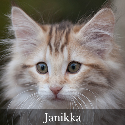 Janikka