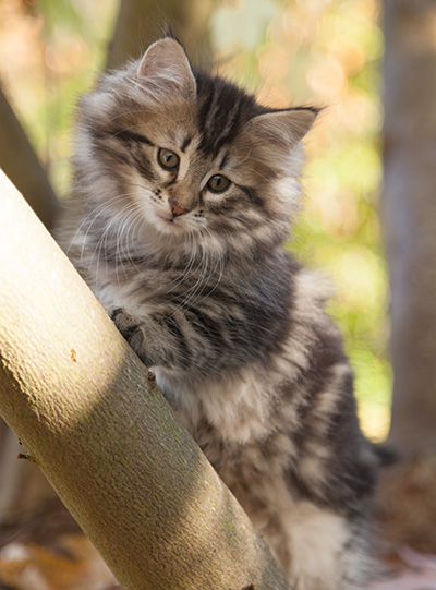 Janka - 10 weeks old