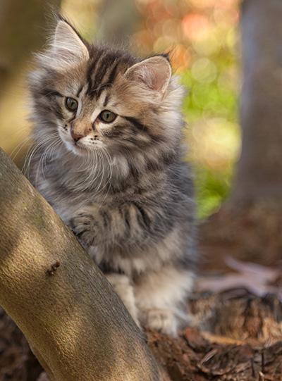 Janka - 10 weeks old