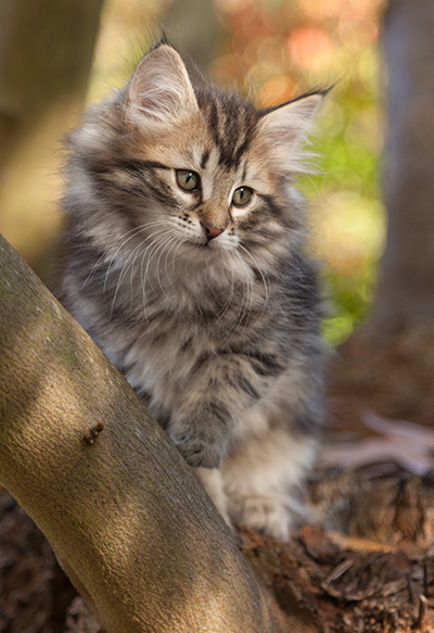 Janka - 10 weeks old