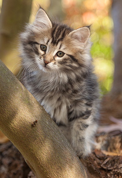 Janka - 10 weeks old
