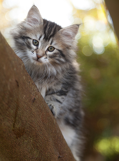 Janka - 10 weeks old