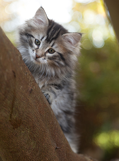 Janka - 10 weeks old