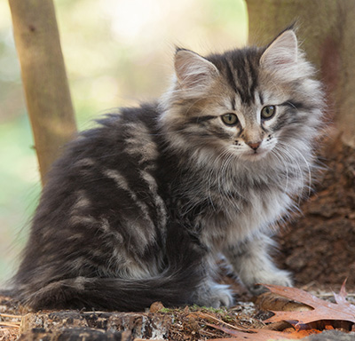 Janka - 10 weeks old