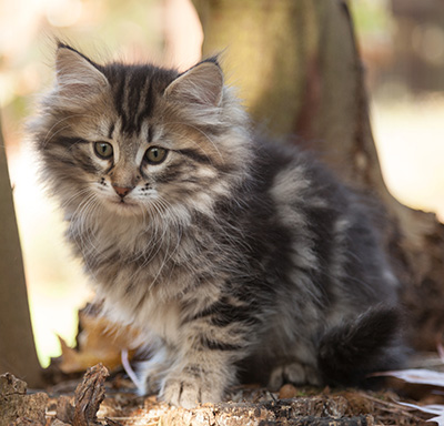 Janka - 10 weeks old
