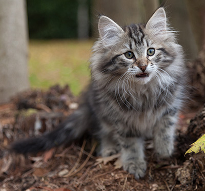 Janka - 13 weeks old