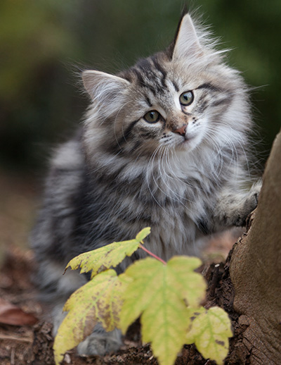 Janka - 13 weeks old