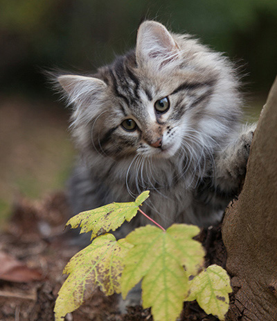 Janka - 13 weeks old