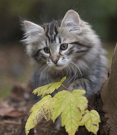 Janka - 13 weeks old