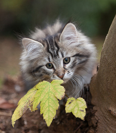 Janka - 13 weeks old