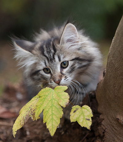 Janka - 13 weeks old