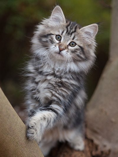 Janka - 13 weeks old