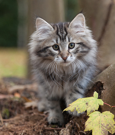 Janka - 13 weeks old