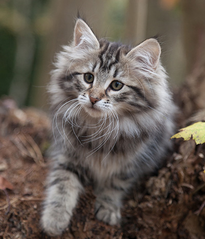 Janka - 13 weeks old
