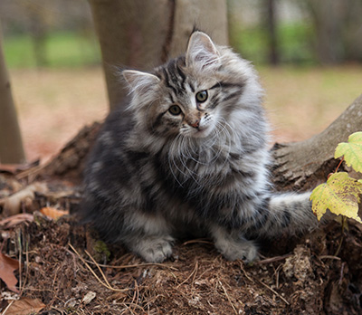 Janka - 13 weeks old