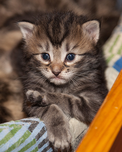 Janka - 3 weeks old
