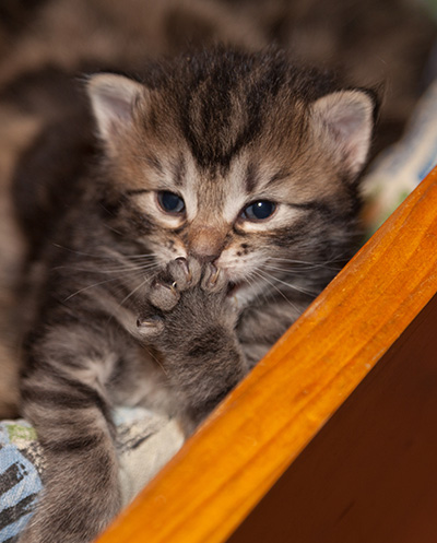Janka - 3 weeks old