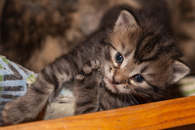 Janka - 3 weeks old