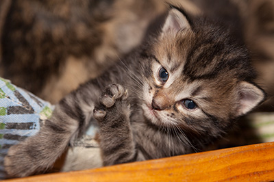 Janka - 3 weeks old