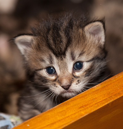 Janka - 3 weeks old