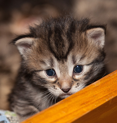 Janka - 3 weeks old