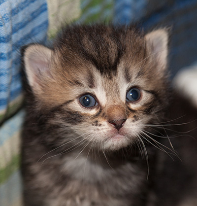Janka - 3 weeks old