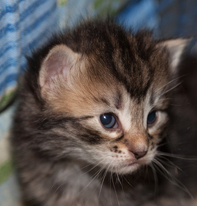 Janka - 3 weeks old