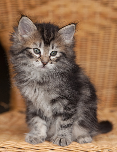 Janka - 7 weeks old