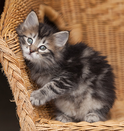 Janka - 7 weeks old