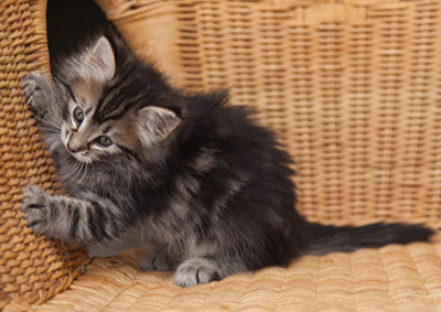 Janka - 7 weeks old