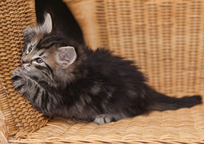 Janka - 7 weeks old