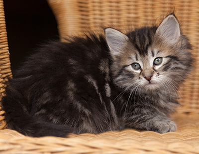 Janka - 7 weeks old