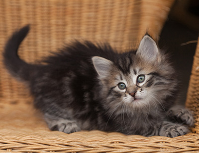 Janka - 7 weeks old