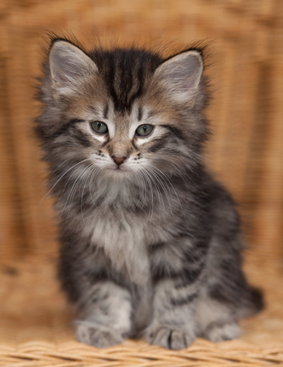 Janka - 7 weeks old