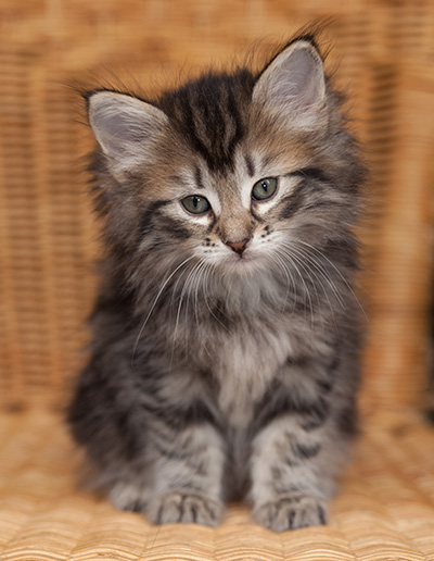 Janka - 7 weeks old